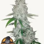 Насіння конопель GORILLA Auto (GORILLA GLUE Auto) від Fast Buds